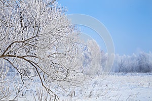 Winter evening landscape with snowy trees