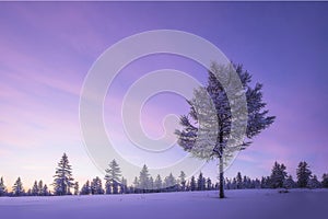 Winter Evening Landscape with tree