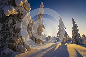 Winter Evening Landscape with tree