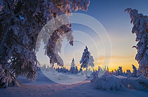 Winter Evening Landscape with tree