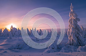 Winter Evening Landscape with tree