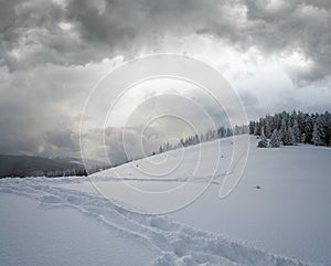 Winter evening overcast mountain landscape with fir trees and hiking tracks on slope, Kukol Mount, Carpathian Mountains, Ukraine