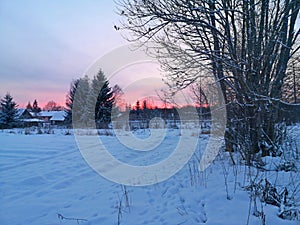 winter evening in the Russian village snow sunset pine trees