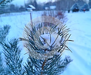 winter evening in the Russian village snow sunset pine trees