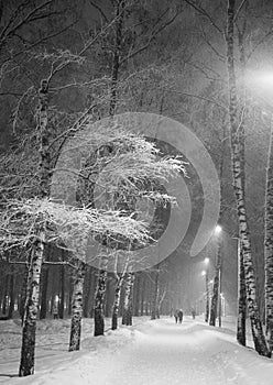 Winter evening snowstorm in the city birch park at the end of January black and white