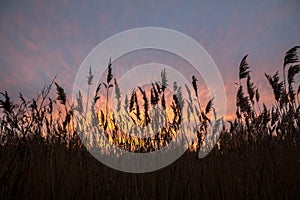 Winter evening sunset through tall grasses, Norfolk, England
