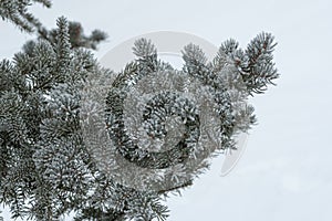 Winter evergreen against snowy background.