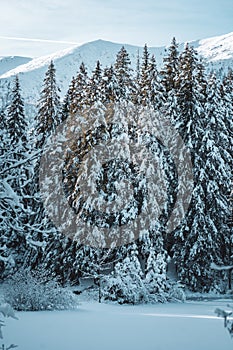 Winter evergreen forest landscape, Low Tatras mountains in Slovakia