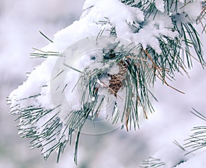 Winter Evergreen Pine Cone In Snow