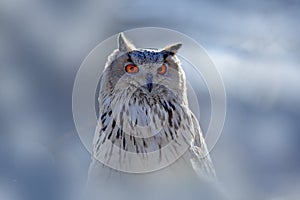 Winter face portrait of owl. Eastern Siberian Eagle Owl, Bubo bubo sibiricus, sitting on hillock with snow in the forest. Birch tr photo