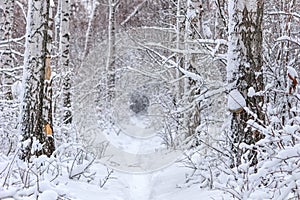 Winter fairy landscape - snow-covered road through birch grove