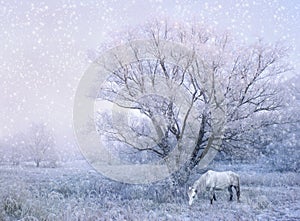 Winter fairy tale