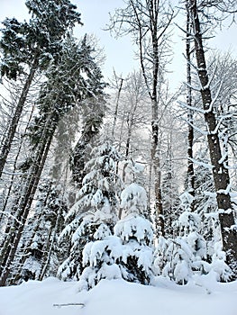 Winter fairy tale.Bukovel 's  crisping morning