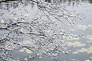 Winter fairy tale in the forest by the river.