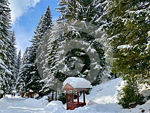 Winter fairytale in Durmitor park photo