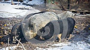 In winter, a family of pigs in the snow