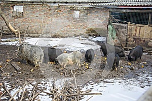 In winter, a family of pigs in the snow