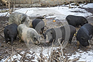 In winter, a family of pigs in the snow