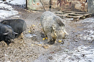 In winter, a family of pigs in the snow