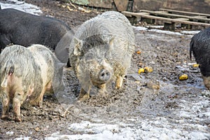 In winter, a family of pigs in the snow