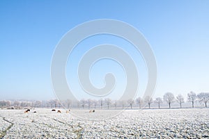 Winter farmland