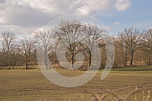 winter farmland with bare trees in the flemish countryside