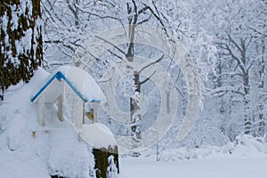 Winter Feed for birds. titmouse nuthatch in winter feeder