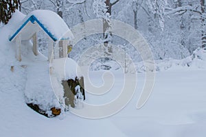 Winter Feed for birds. titmouse nuthatch in winter feeder