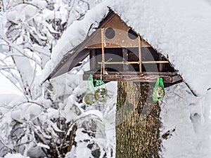 Winter feeding on a birdhouse