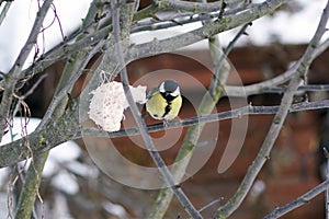 Winter feeding forest birds