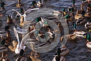 Winter feeding frenzy with ducks and small gulls