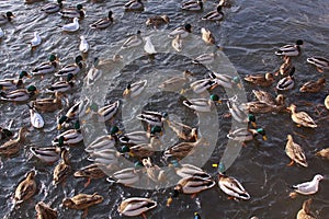 Winter feeding frenzy with ducks and small gulls