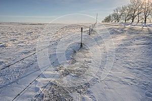 Winter fence along a tree lined road in the Prairies