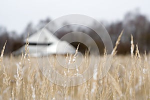 Winter field