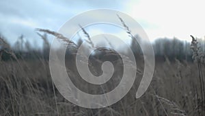 Winter field, cine view, natural light