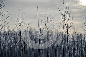 Winter field landscape covered with frost