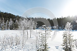 Winter field landscape with the frosty trees lit by soft sunset light - snowy landscape scene in warm tones