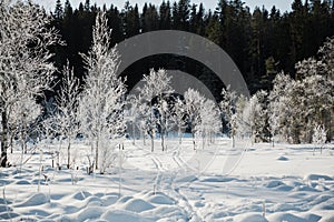 Winter field landscape with the frosty trees lit by soft sunset light - snowy landscape scene in warm tones