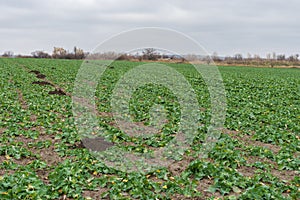 Winter field with rape-seed