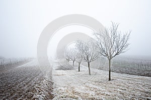 Winter on the field in South Moravia, Czech