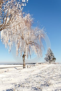 Winter field on a sunny frosty day