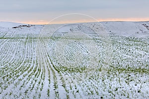 Winter fields in the snow. Winter. Wheat.