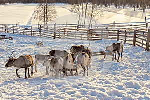 Winter in Finland. Feeding reindeers on a reindeer farm in Lapland