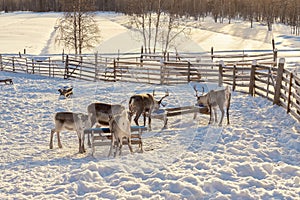 Winter in Finland. Feeding reindeers on a reindeer farm in Lapland