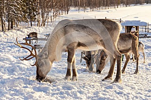 Winter in Finland. Feeding reindeers on a reindeer farm in Lapland