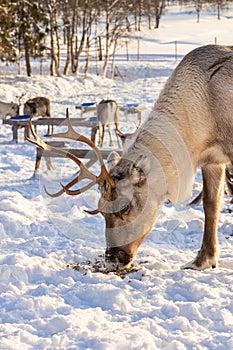 Winter in Finland. Feeding reindeers on a reindeer farm in Lapland