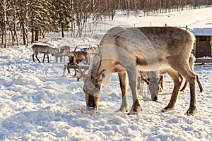 Winter in Finland. Feeding reindeers on a reindeer farm in Lapland