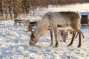 Winter in Finland. Feeding reindeers on a reindeer farm in Lapland