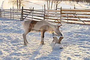 Winter in Finland. Feeding reindeers on a reindeer farm in Lapland