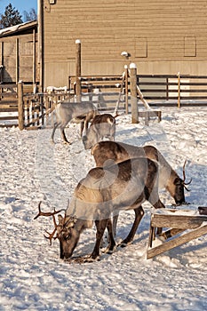 Winter in Finland. Feeding reindeers on a reindeer farm in Lapland